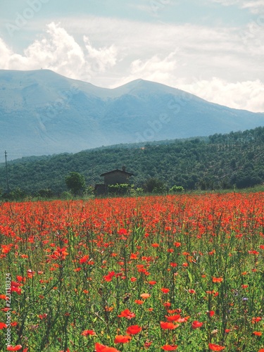 Flowering poppy field in the Umbria region in Italy against the mountains, in the distance you can see a small house