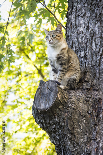 In the summer a cat sits on the tree.