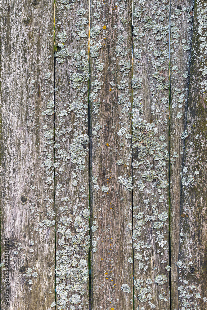 old wooden boards covered with lichen as a natural background