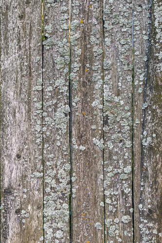 old wooden boards covered with lichen as a natural background