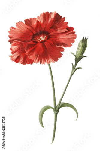 Indian Pink by Frederick Edward Hulme (1841-1909), a vintage chromolithograph of Indian pink flower. Digitally enhanced by rawpixel.