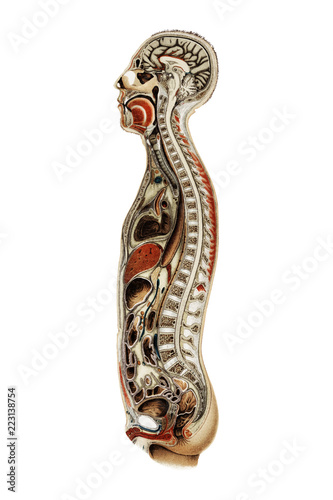 Korpers Des Menschen (1898), an antique lithograph of an anatomy chart of a human body showcasing its internal system. Digitally enhanced by rawpixel.