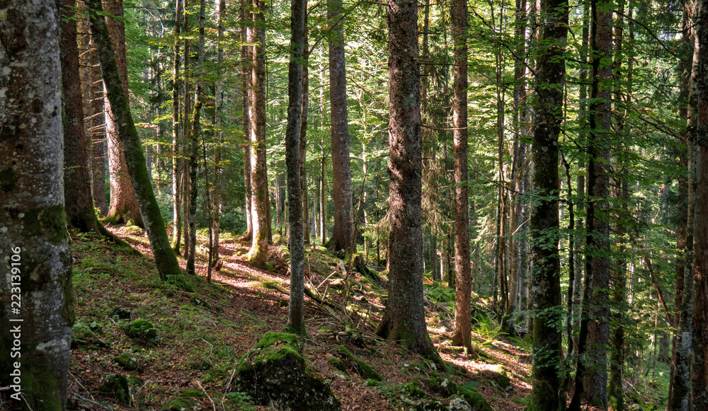 Naklejka premium A path leads upwards between the trees of a forest located in the Swiss Jura mountains. The forest is lush green and moss and sticks and trees cover the forest floor.