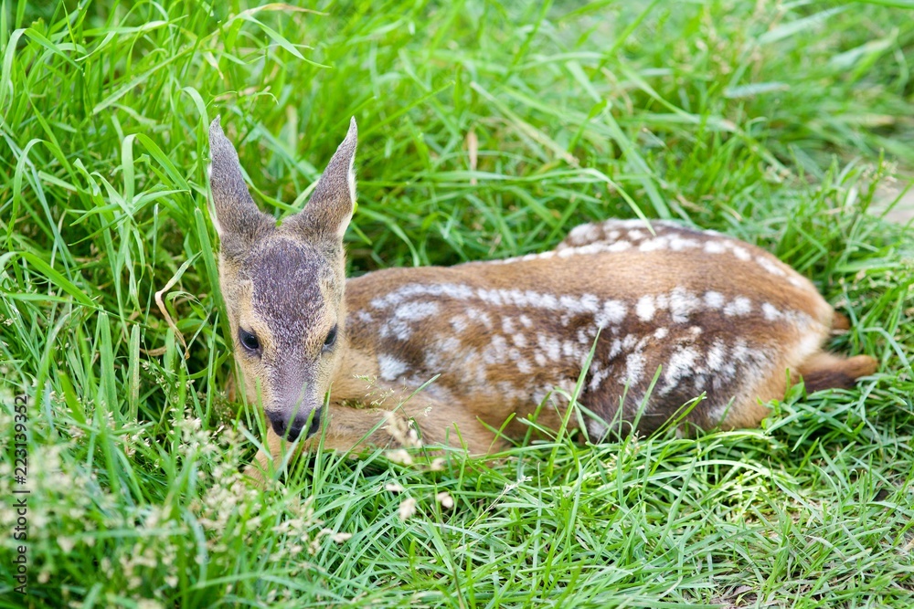 A small cub spotted deer
