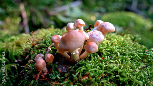 A closeup of a group of grey brown mushrooms grows on the side of a rotting tree trunk on a lush green forest floor. Moss grows on the trunk and mushrooms.