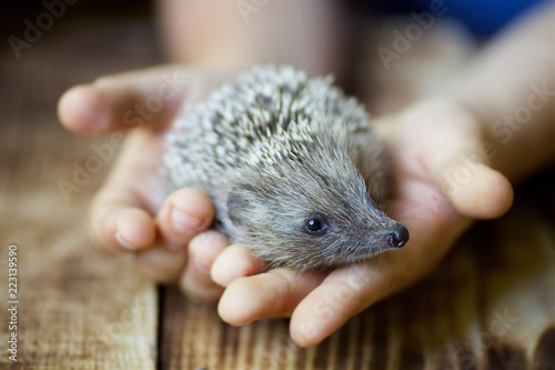Little hedgehog in the children's hands.