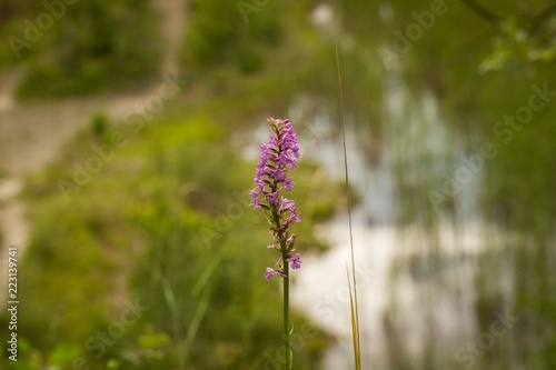 Closeup of Fragrant orchid (Gymnadenia conopsea ssp. densiflora photo