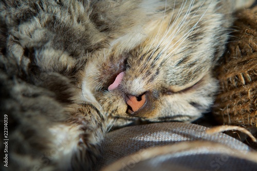 Fototapeta Naklejka Na Ścianę i Meble -  Home fluffy striped cat
