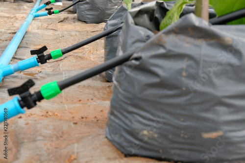 drip water irrigation system with plant growing in greenhouse