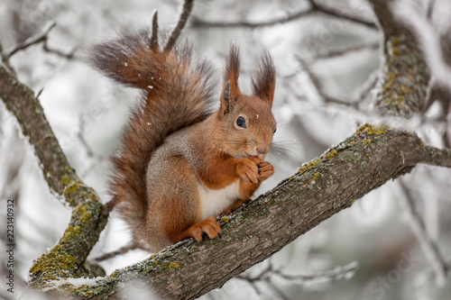 beautiful winter squirrel on a tree. protein takes nuts from people.