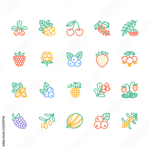 Forest berries colored flat line icons - blueberry, cranberry, raspberry, strawberry, cherry, rowan berry blackberry. Watermelon, grapes, olives illustrations for natiral food store.
