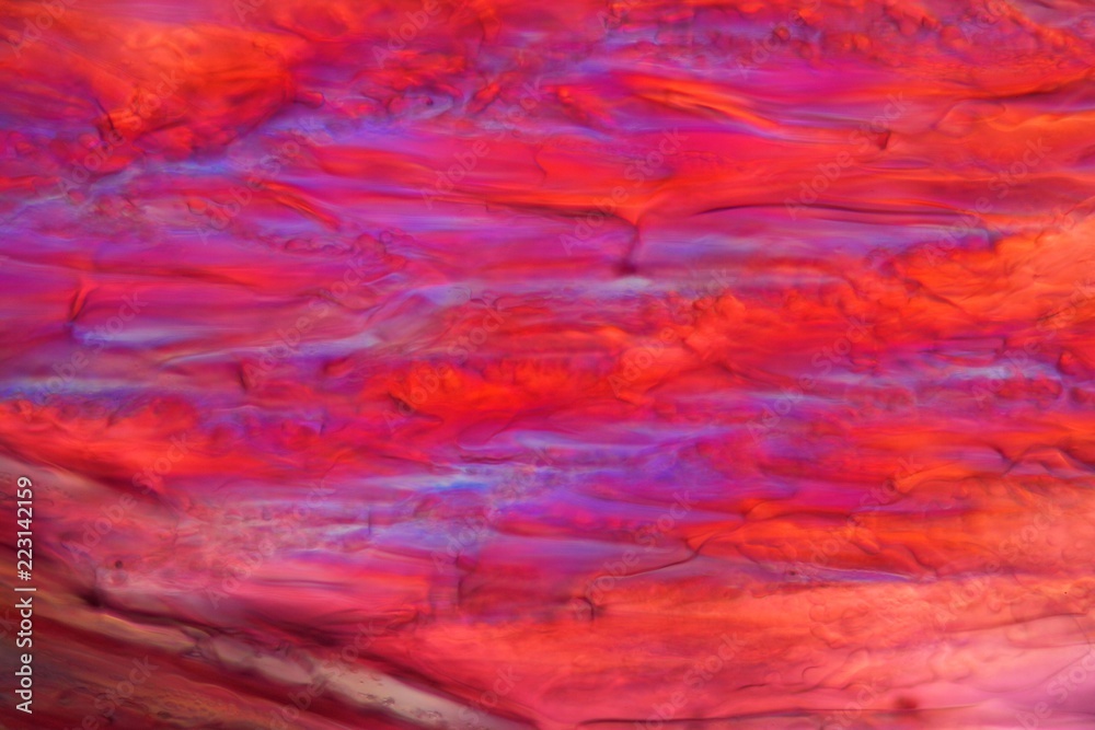Red wine under a microscope, Tempranillo.