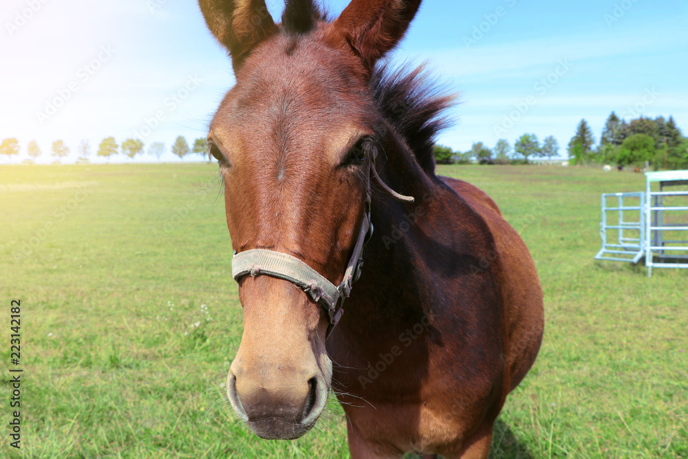 portrait of a young brown horse on green grass portrait of a young brown horse on green grass