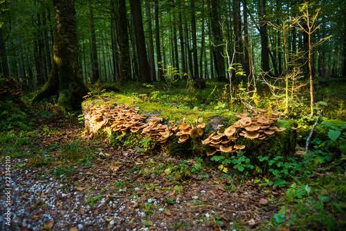 Fototapeta Naklejka Na Ścianę i Meble -  Fallen tree trunk covered with mushrooms and moss in a forest