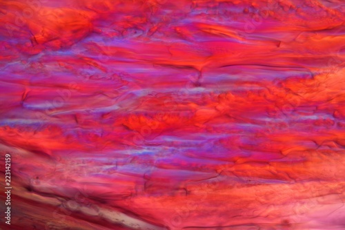 Red wine under a microscope, Tempranillo.