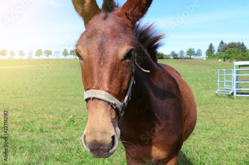 portrait of a young brown horse on green grass