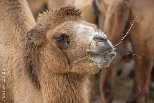 Close up of a funny camel face
