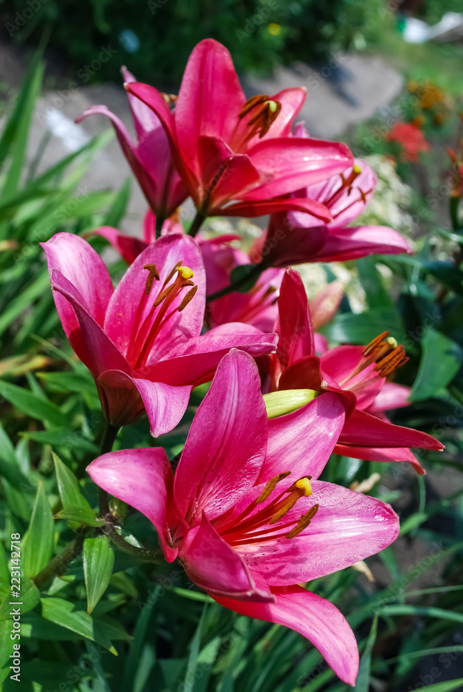 Pink lily flowers blooming in the garden