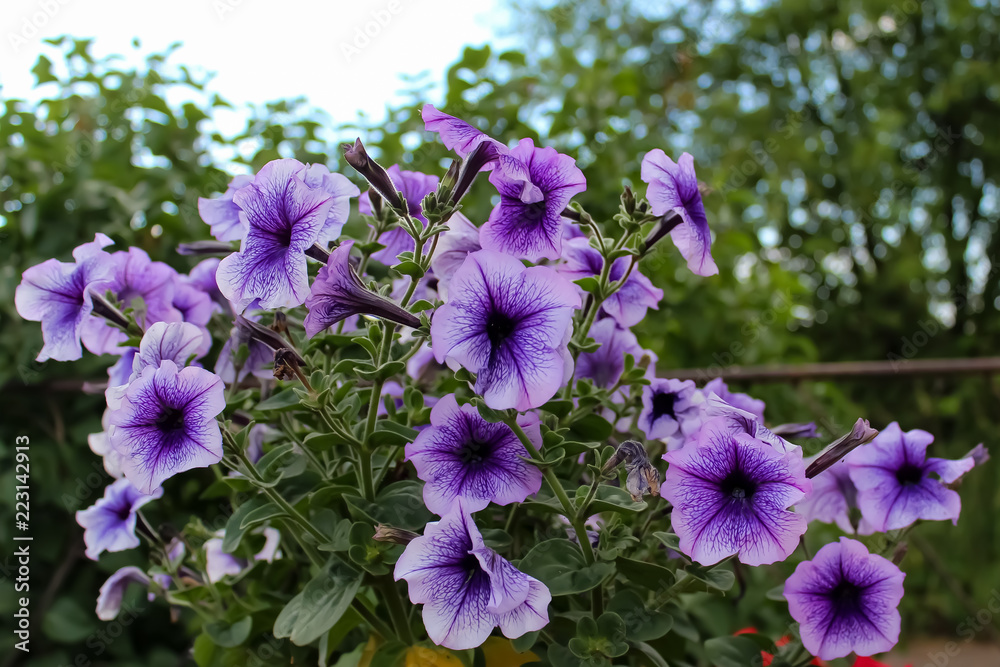 Purple petunia in a pot in the open air Purple petunia in a pot in the open air
