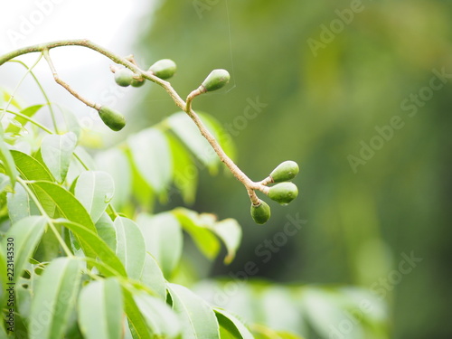 Elaeocarpus hygrophilus green fruit photo