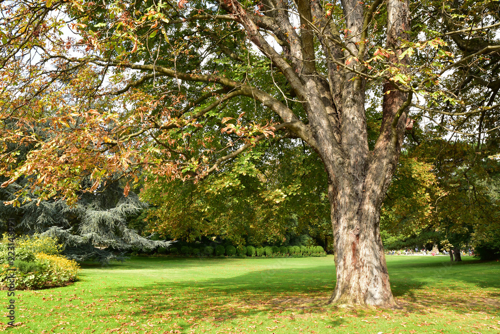 Naklejka premium Arbres et pelouse au jardin du Luxembourg à Paris, France