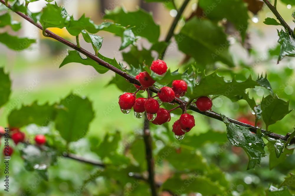 Red berries on a branch with raindrops. Lovely view in the garden.
Red berries on a branch with raindrops. Lovely view in the garden.