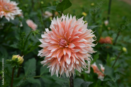 Fototapeta Naklejka Na Ścianę i Meble -  Dahlia rose et blanc