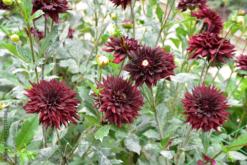 Fototapeta Naklejka Na Ścianę i Meble -  Dahlia violet