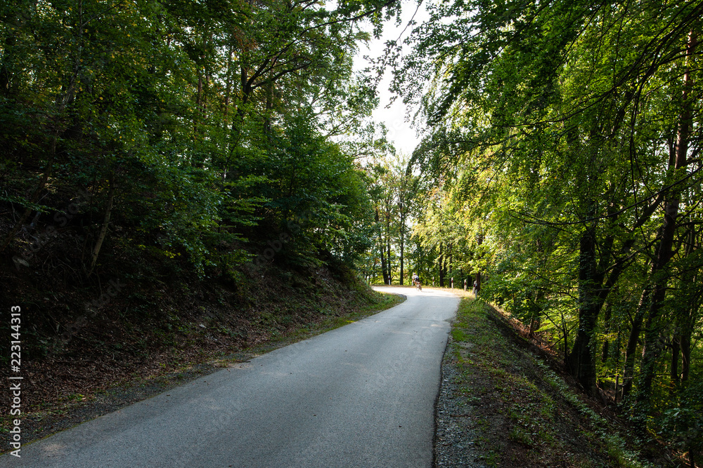 Fototapeta premium Asphalt road in a green forest in mountain between trees