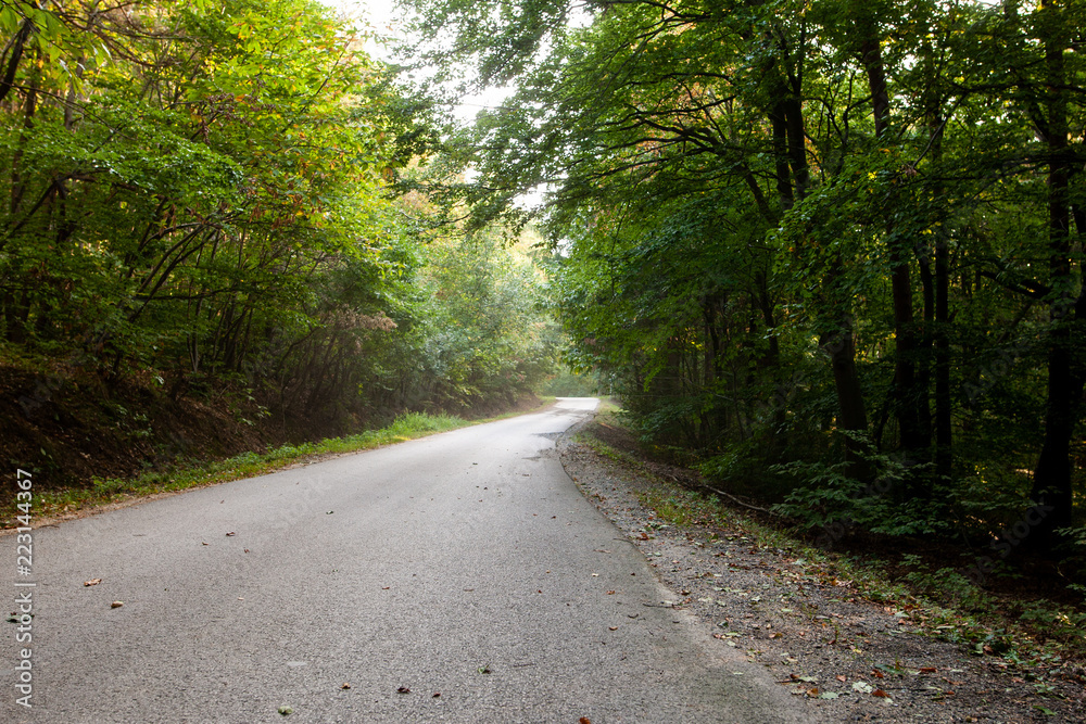 Asphalt road in a green forest in mountain between trees Asphalt road in a green forest in mountain between trees