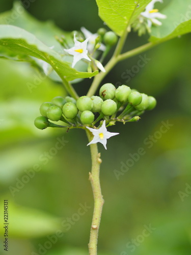 Turkey berry Solanum torvum green vegetable in garden on blurred of nature background