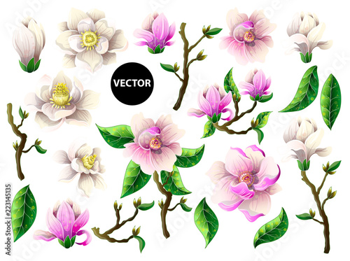 Set of white and pink magnolia flowers. Vector illustration.