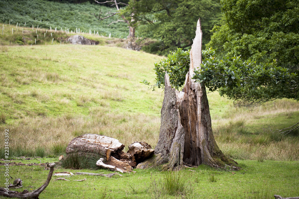 Obraz premium Tronco partido