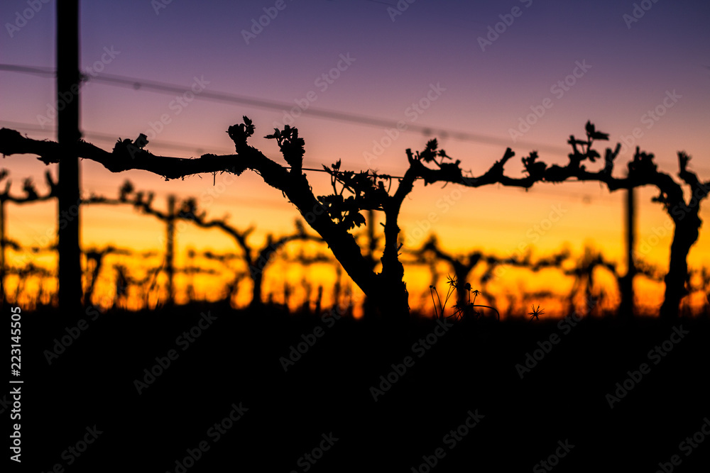 A sunset in the grape vines