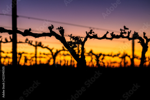 A sunset in the grape vines