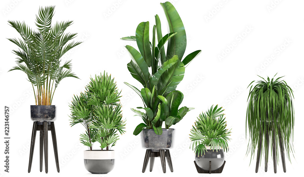 Fototapeta premium exotic plants in pots isolated on white background