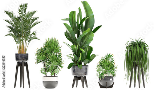 exotic plants in pots isolated on white background