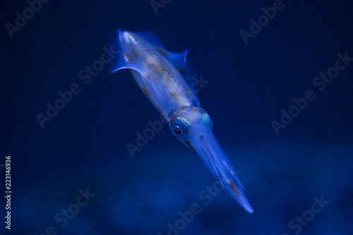 Small squid in the aquarium.
