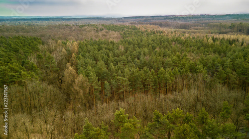 The Niepolomice Forest