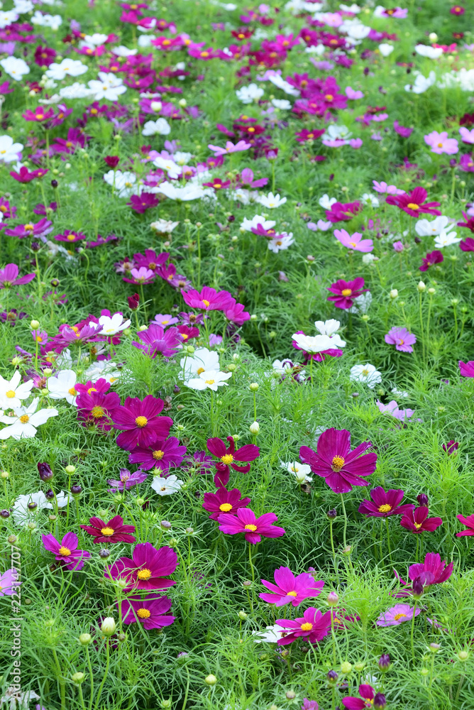 colorful cosmos flower colorful cosmos flower