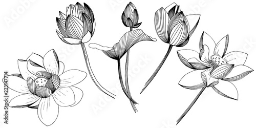 Lotus flower in a vector style isolated. Isolated illustration element. Full name of the plant: lotus. Vector flower for background, texture, wrapper pattern, frame or border.