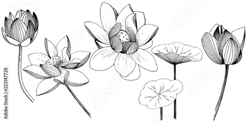 Lotus flower in a vector style isolated. Isolated illustration element. Full name of the plant: lotus. Vector flower for background, texture, wrapper pattern, frame or border.
