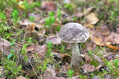 Beautiful mushroom on a background of moss and grass in an autumn forest