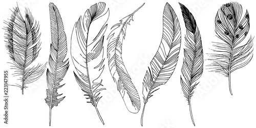 Vector bird feather from wing isolated. Isolated illustration element. Vector feather for background, texture, wrapper pattern, frame or border.