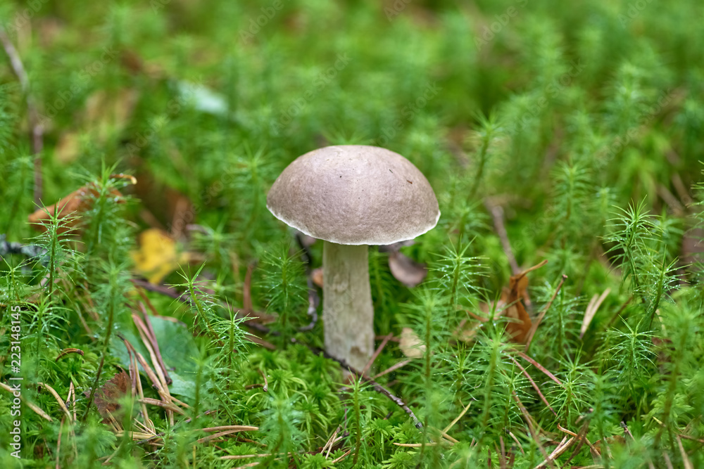 Beautiful mushroom on a background of moss and grass in an autumn forest Beautiful mushroom on a background of moss and grass in an autumn forest