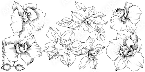 Vector tropical orchid flower. Floral botanical flower. Isolated illustration element. Vector wildflower for background, texture, wrapper pattern, frame or border.