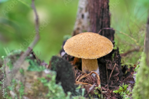 Mushroom moss growing on a stump in the autumn forest