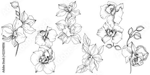 Vector tropical orchid flower. Floral botanical flower. Isolated illustration element. Vector wildflower for background, texture, wrapper pattern, frame or border.