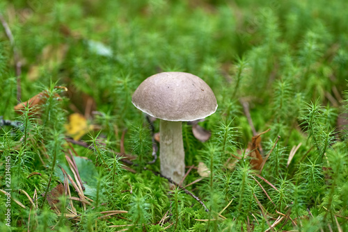 Beautiful mushroom on a background of moss and grass in an autumn forest