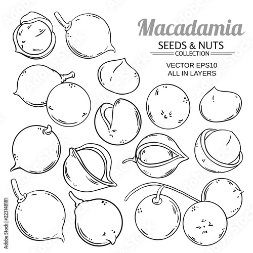 macadamia plant vector